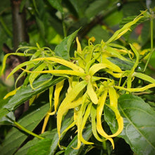 Load image into Gallery viewer, Ylang Ylang - Extra, essential oil
