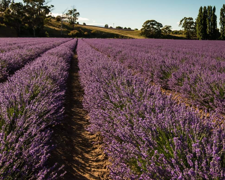Now Smell This! - Lavender & Rosemary, Australian Botanicals