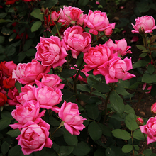 Load image into Gallery viewer, Rose Maroc, absolute  Sonia Washburn
