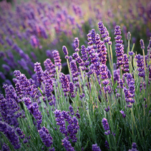 Load image into Gallery viewer, Lavender, essential oil  Sonia Washburn
