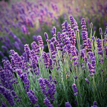 Load image into Gallery viewer, Lavender, essential oil
