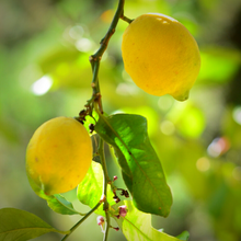 Load image into Gallery viewer, Lemon, essential oil  Sonia Washburn
