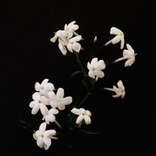 Load image into Gallery viewer, Jasmine absolute  Sonia Washburn
