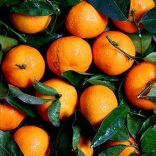 Load image into Gallery viewer, Sweet Orange, essential oil  Sonia Washburn
