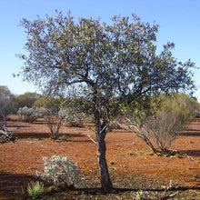 Load image into Gallery viewer, Sandalwood, essential oil  Sonia Washburn
