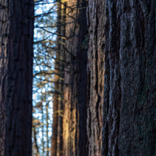 Load image into Gallery viewer, Cedarwood Atlantic, essential oil  Sonia Washburn
