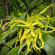Load image into Gallery viewer, Ylang Ylang - Extra, essential oil  Sonia Washburn
